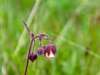 Bachnelkenwurz Blüte